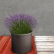 low-prim-plant-lavender
